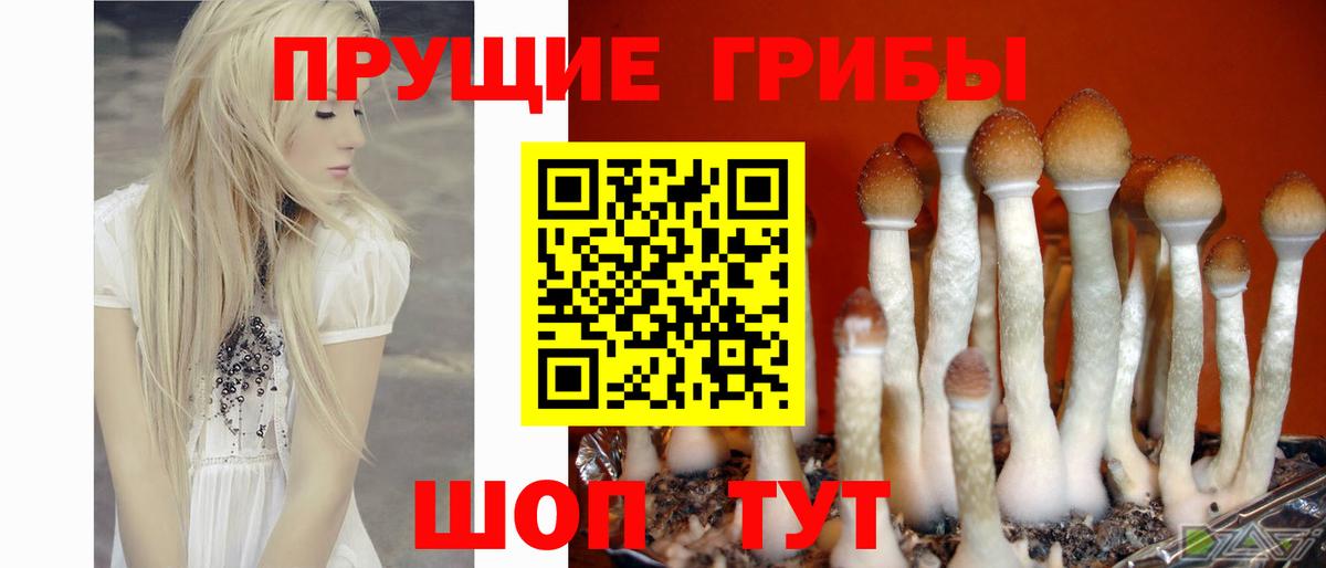 Псилоцибиновые грибы Cubensis Курск